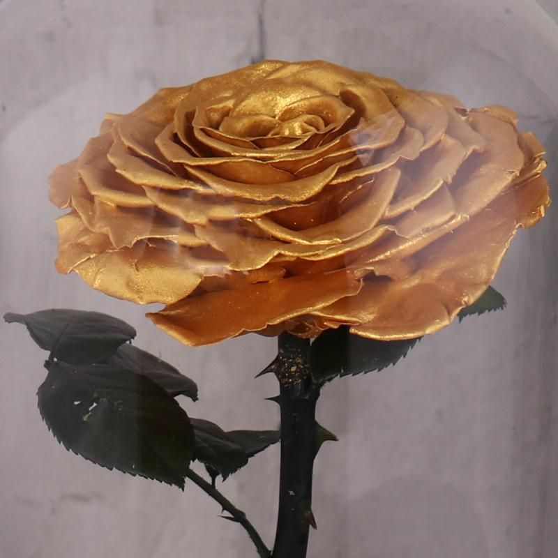 Real Natural Fresh Big Rose Preserved Flower Preserved Everlasting Real Roses in Glass Dome for Sale