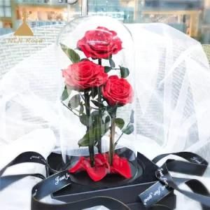 Home Decor Natural Preseved Red Roses in XL High Glass Dome for Party Supplies