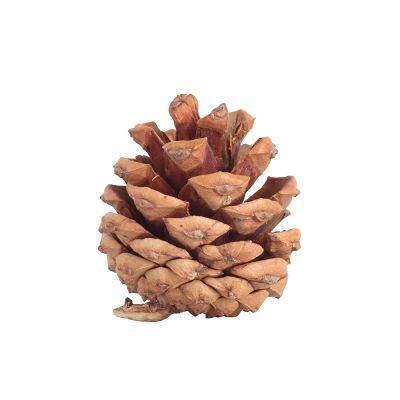Online Best Selling Decorative Dried Pine Cones for Gift