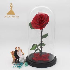 Stabilized Red Rose Flower in Glass Tube for Christmas Gifts Decoration
