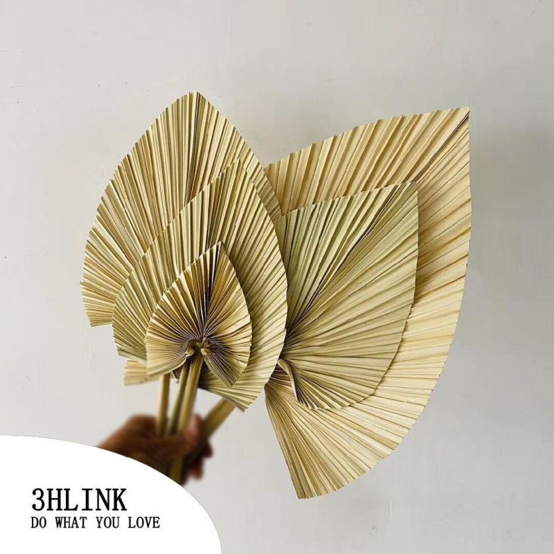 Dried Natural Fan Palm Spears Sun Spears Palm Fans for Natural Decorations Natural Bunch of 10 Dried Palm Spears, Palm Leaves, Dried Palm Leaves, Dried Flowers