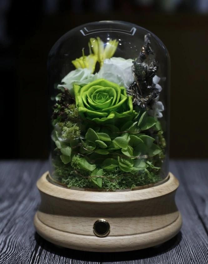 Wholesale Beautiful Green Preserved Rose in Glass Dome with Music