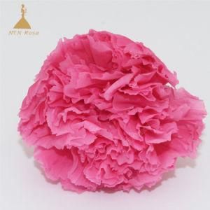 Flashy Pink 4-5 Cm Immortal Carnation Flowers for Wedding Gift &amp; Crafts Design