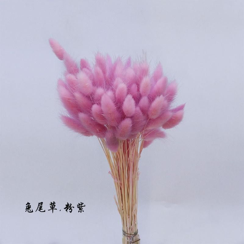 60 Stem Natural Dried Flowers Lagurus Ovatus Rabbit Tail Grass Home Decoration