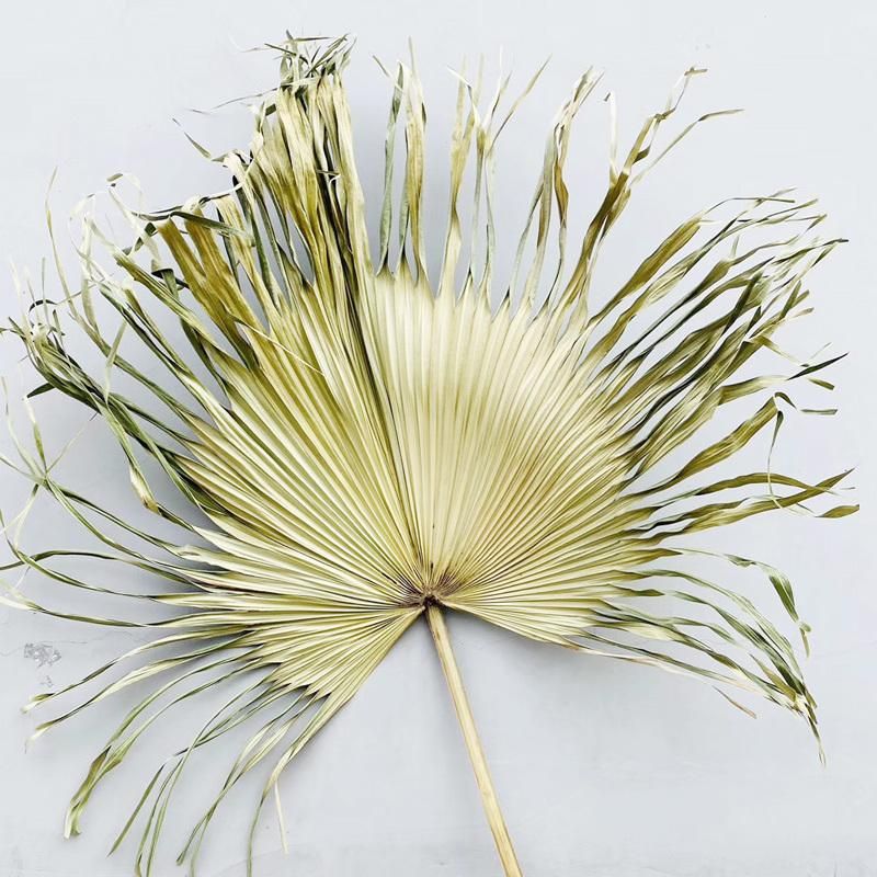 Dried Palm Spear Dried Palm Leaf Spear Dried Palm Spear - White Stem Sun Spear Palm Dried Dried Cut Spear Palm Fronds Rainbow Palm Spear Flowers Palm Spears