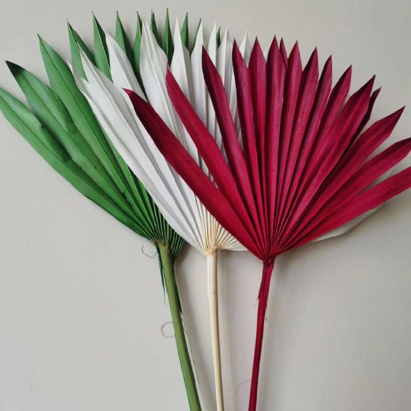 Dried Palm Spear Dried Palm Leaf Spear Dried Palm Spear - White Stem Sun Spear Palm Dried Dried Cut Spear Palm Fronds Rainbow Palm Spear Flowers Palm Spears