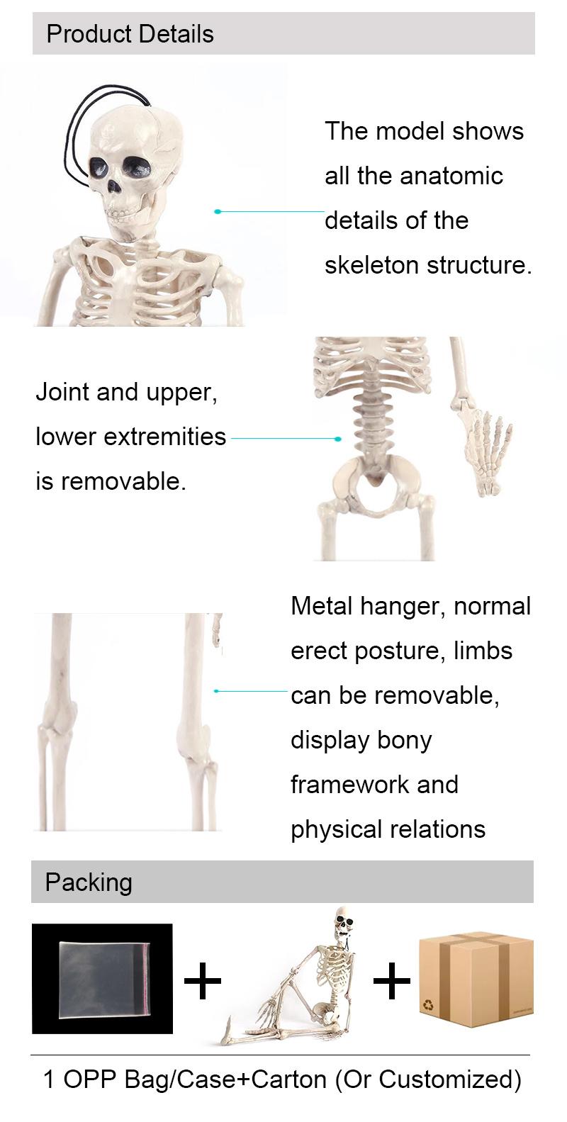 Halloween Anatomical Medical Model 180cm Artificial Human Body Anatomy Skeleton Model