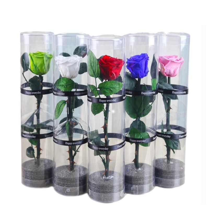 Christmas New Year Gifts Single Rose Preserved Rose Flower Stem Box in PVC Cylinder