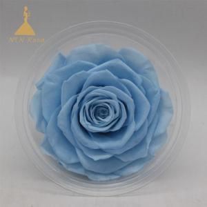 3-5 Years Lasting Preserved Blue Rose Flowers