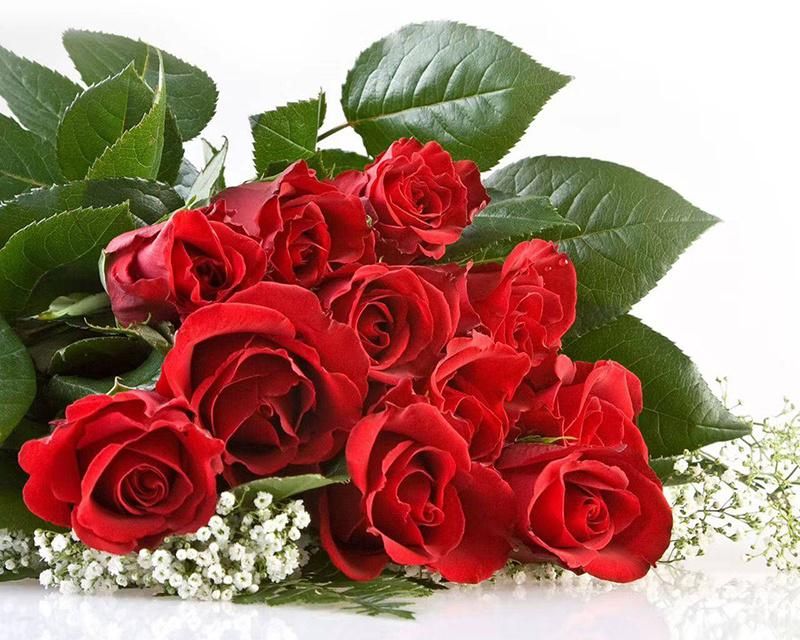 Fresh Cut Rose Promotion Gift Decorative Flower Valentine Day Monther′s Day 20PCS/Bundle