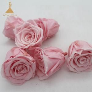 Wholesale 5~6 Sakura Pink Eternal Preserved Longlasting Rose Flowers for Home Wedding Decoration