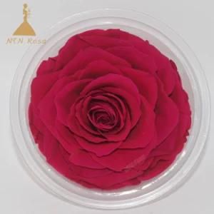 Decorative Forever Roses Preserved Flowers for Christmas Decoration