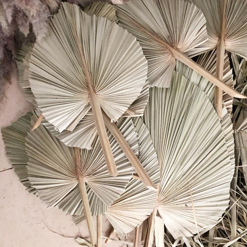 Sun Palms Natural Palm Leaves Tropical Palm Leaves Decor for Home Decorations Natural Sun Spears Palm Leaves
