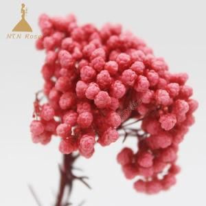 for Christmas Decoration Evergreen Preserved Millet Flower