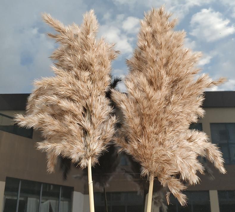 5PCS/Bundle Natural Dried Pampas Grass Bouquet for Flower Arrangements Home Decor