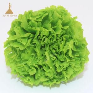 Green Natural Longlasting Immortal Carnation Flower for Party Supply