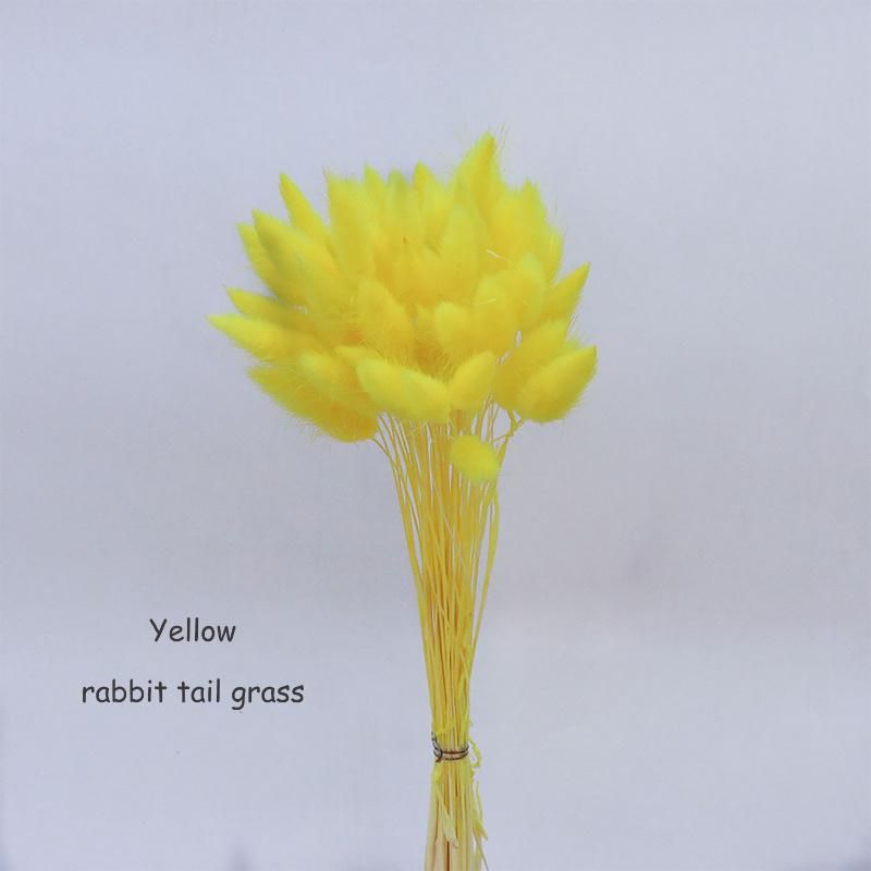 60 Stem Natural Dried Flowers Lagurus Ovatus Rabbit Tail Grass Home Decoration