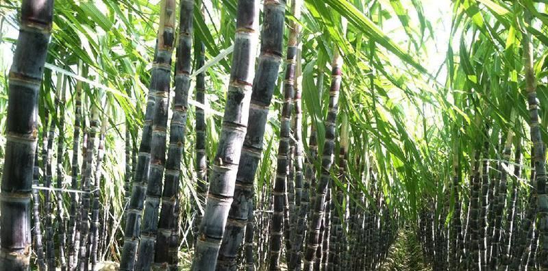 Sugarcane Straw with 100% Compostable Natural Material