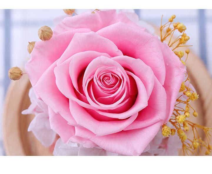 Wholesale Natural Long Lasting Flower Dried Glass Cover Preserved Roses