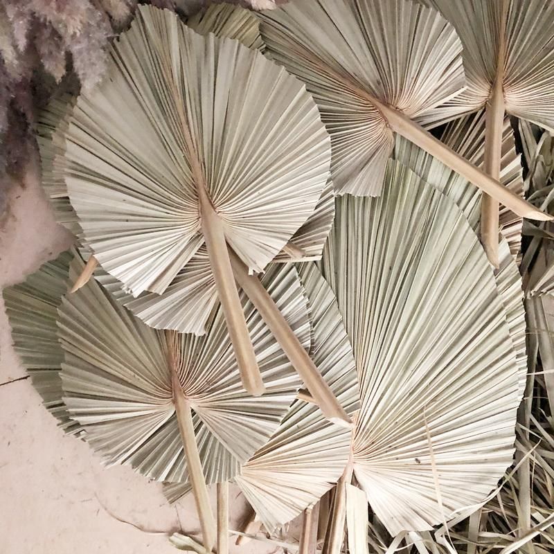 Dried Natural Fan Palm Spears Sun Spears Palm Fans for Natural Decorations Natural Bunch of 10 Dried Palm Spears, Palm Leaves, Dried Palm Leaves, Dried Flowers