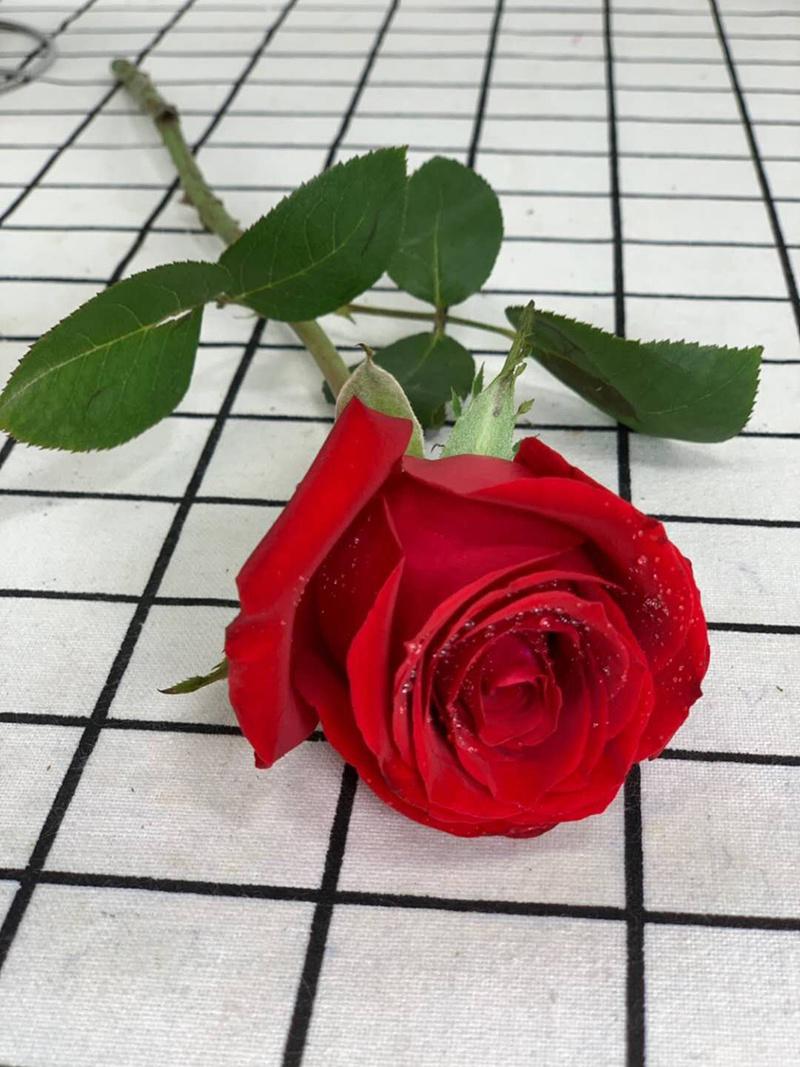 Fresh Cut Rose Promotion Gift Decorative Flower Valentine Day Monther′s Day 20PCS/Bundle