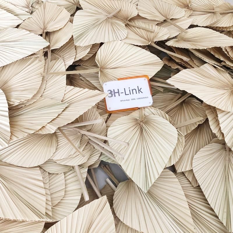 Dried Natural Fan Palm Spears Sun Spears Palm Fans for Natural Decorations Natural Bunch of 10 Dried Palm Spears, Palm Leaves, Dried Palm Leaves, Dried Flowers