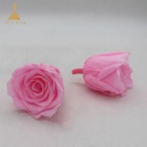 Best Quality Preserved Everlasting Bright Pink Color Rose Buds Flower