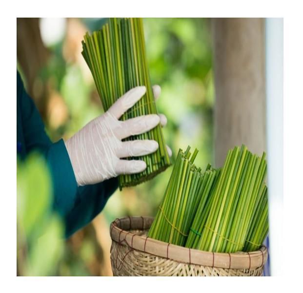 Eco-Friendly Grass Straw - No Contact PLA - Disposable Products From Vietnam