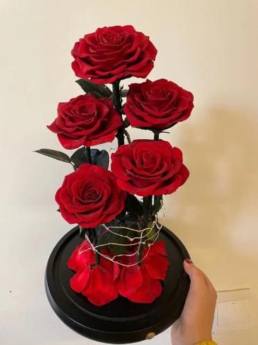 Eternal Rose- Preserved Flower Rose Handmade Fresh Flower Rose for Valentine′s Day Mother′s Day Christmas Anniversary Birthday Thanksgiving Girl (Bright Red)