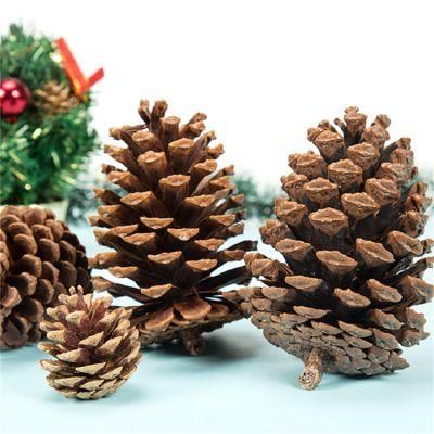 Pine Cones for Christmas Ornaments Dried Flowers