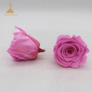 Hot Pink Natural Decorative Flower Presereved Roses for Party &amp; Wedding Decor