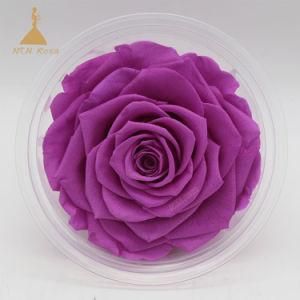 Natural Preserved Eternal Fresh Rose Flower for Floral Design