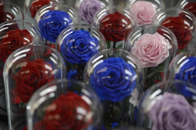 Beautiful Rose Flowers Everlasting Rose Preserved Flower Eternal Rose in Glass