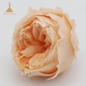 Champagne Everlasting Preserved David Austin Rose for Christmas Gift &amp; Craft Design