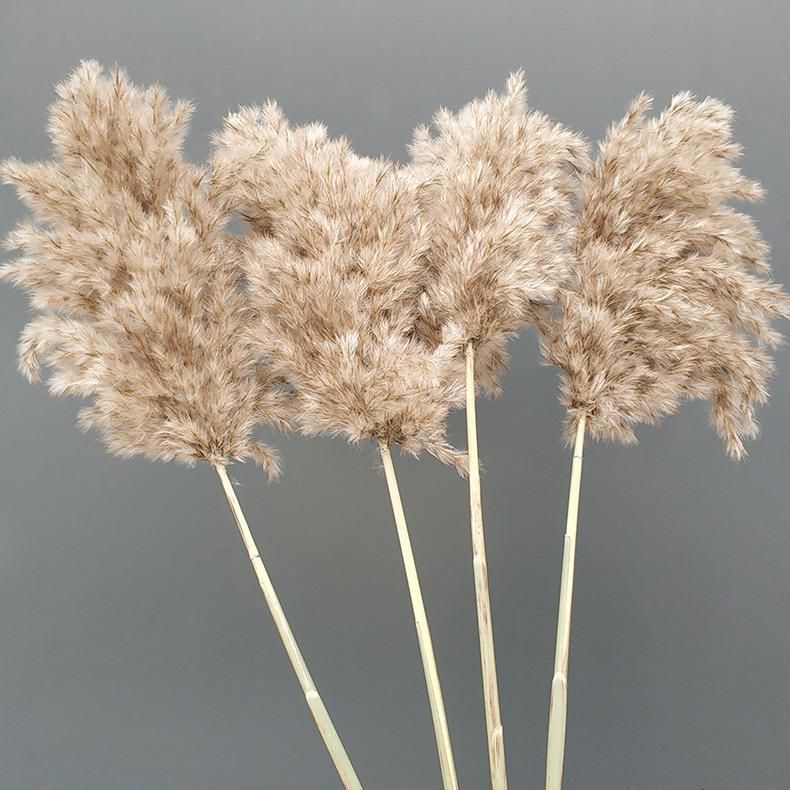 5PCS/Bundle Natural Dried Pampas Grass Bouquet for Flower Arrangements Home Decor