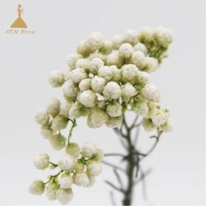 Everlasting Forever Rice Flower for Party Supplies &amp; Decoration