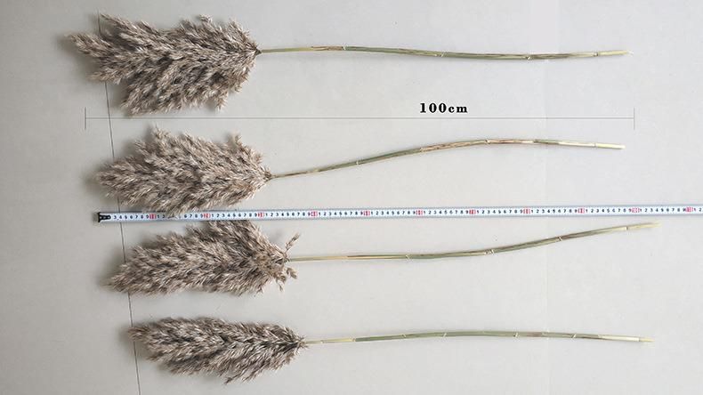 5PCS/Bundle Natural Dried Pampas Grass Bouquet for Flower Arrangements Home Decor