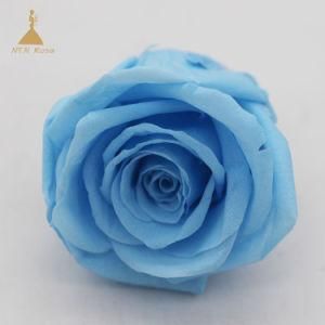 Wholesale Long-Lasting Decorative Preserved Skyblue Rose Flowers