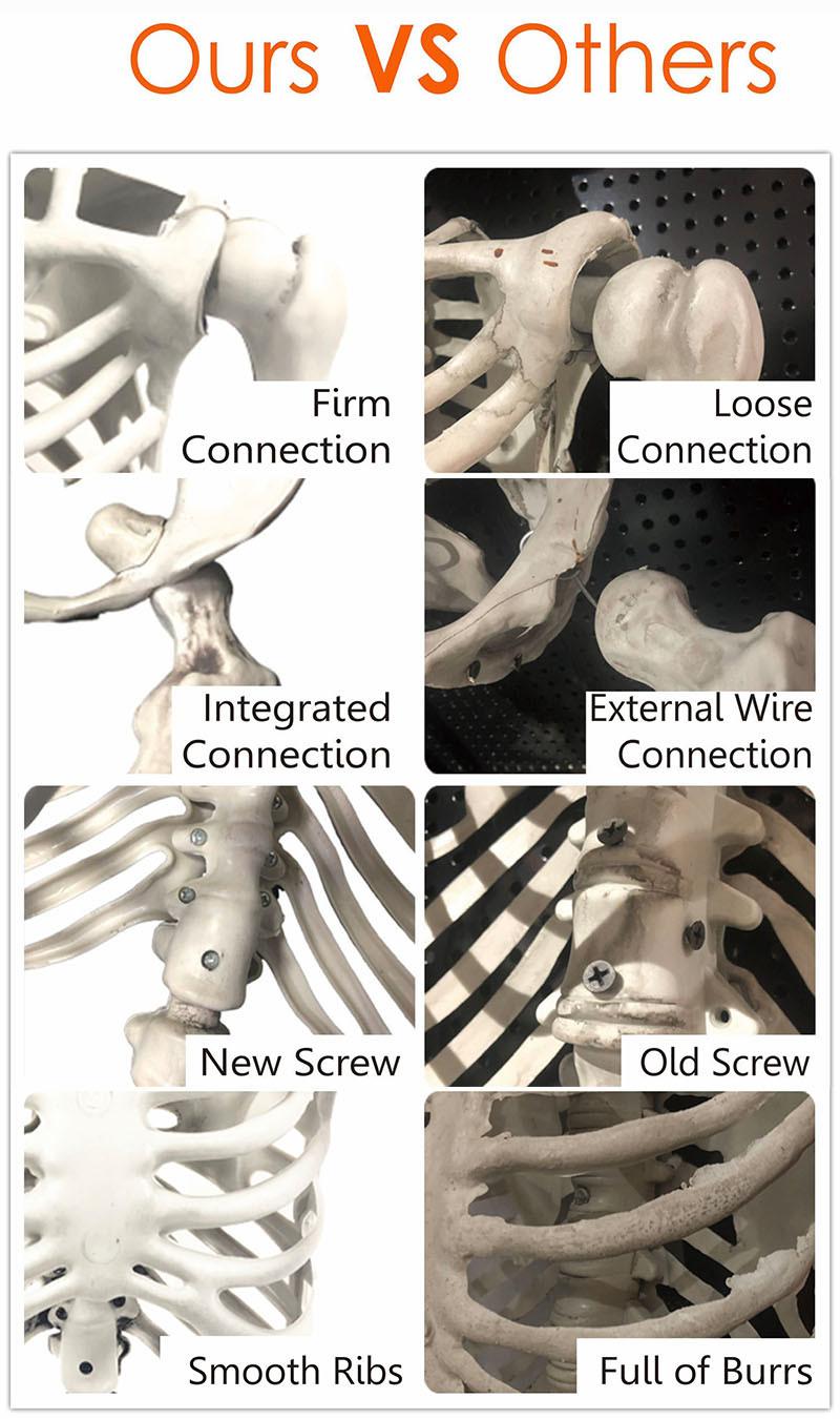 Posable Joints Ornaments 16" Halloween Skeleton for Holidays