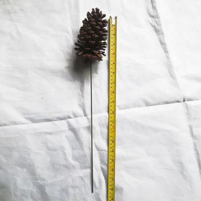 Online Best Selling Decorative Dried Pine Cone
