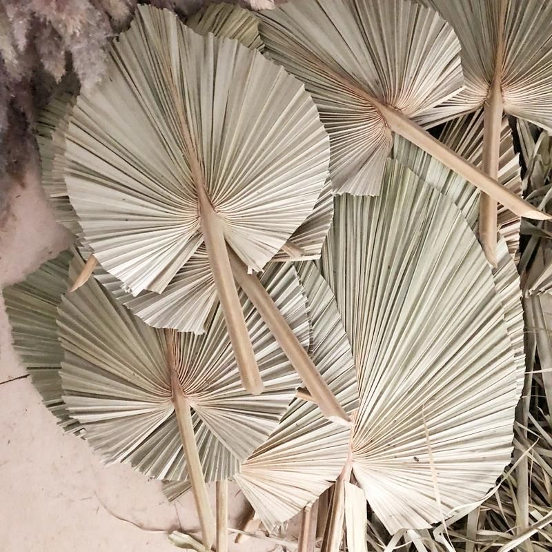 Wholesale Natural Dried Palm Leaf Spear Decorative Dry Leaves for Wedding Prune Dried Palm Spear Small Natural Palm Leaves Fan Dried Palm Branches Wall Decor