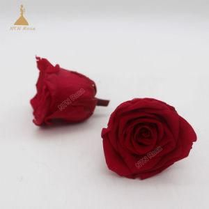 Wine Red 5~6 Cm Decorative Preserved Natural Longlasting Rose Flowers