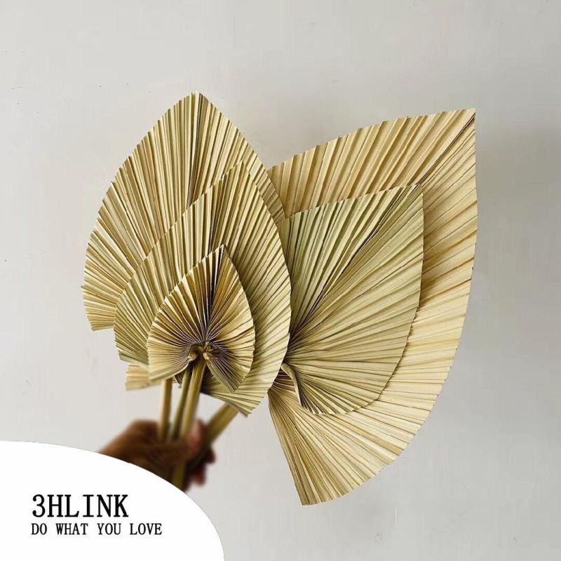 Sun Palms Natural Sun Palm Fan Leaves Spears Palm Wedding Home Fall Decor Flora Natural Real Large Sun Palm Front Spears Preserved Dried Palm Leaves Valentine