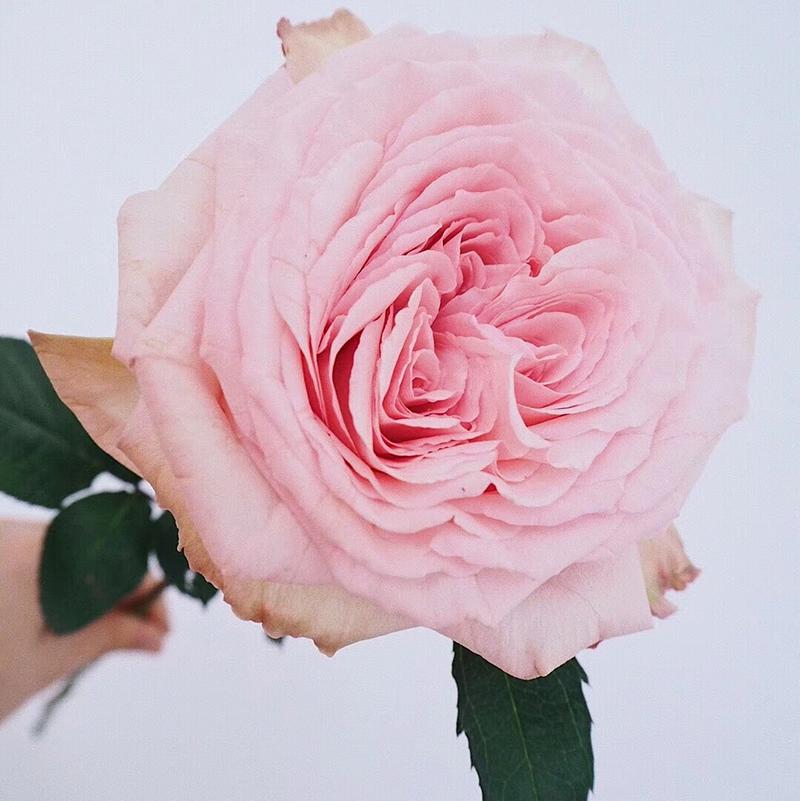 Fashion Fresh Cut White Rose Decorative Flower Wedding Flower for Home Decoration