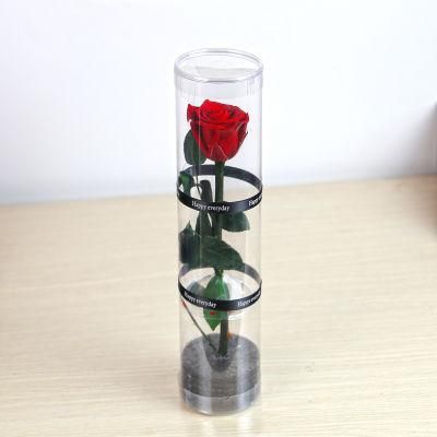 Christmas New Year Gifts Single Rose Preserved Rose Flower Stem Box in PVC Cylinder