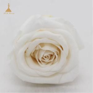 Grade a White Preserved Flower Natural Roses