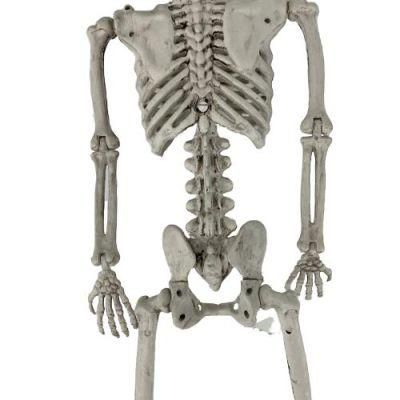 Plastic Full Size Realistic Halloween Skeleton for Holidays