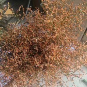 Florist Supplies Real Preserved Limonium Branches Stems for Craft Bouquet