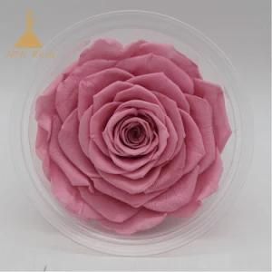 Decorative Plant Natural Preserved Flowers for Christmas