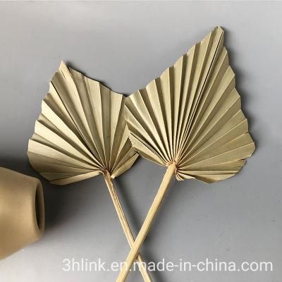 Decorative Dried Palm Leaf Sun Palm Fan Leaves Preserved Palm Leaves Natural Sun Spears Palm Leaves Dried Palm Leaves